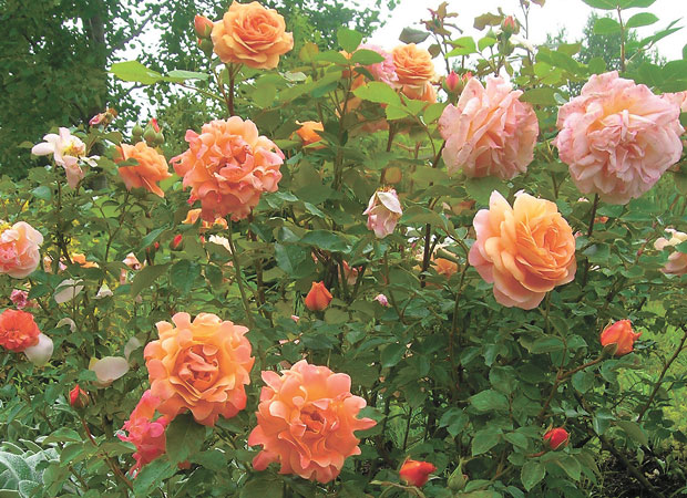 Красивые розы в саду (68 фото)