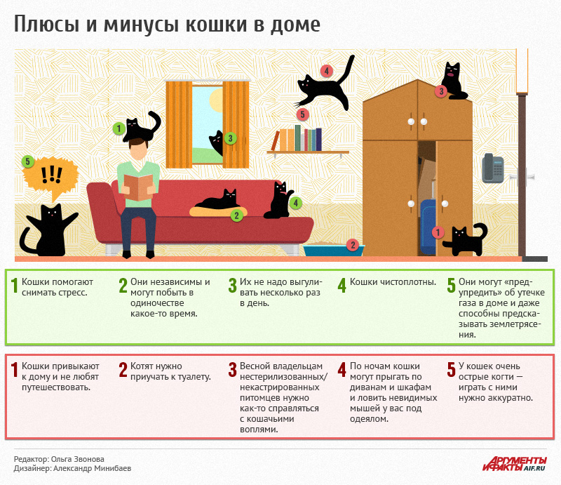 Кот или кошка в квартире: плюсы и минусы питомцев – кто лучше? [Кошки cats]