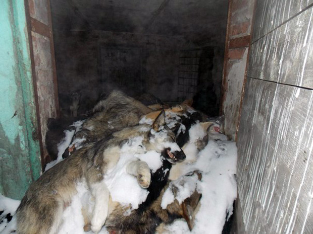 На территории СОБЖ нашли около 150 собачьих трупов