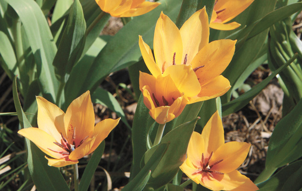 Ботанические тюльпаны - неприхотливые, надежные, яркие